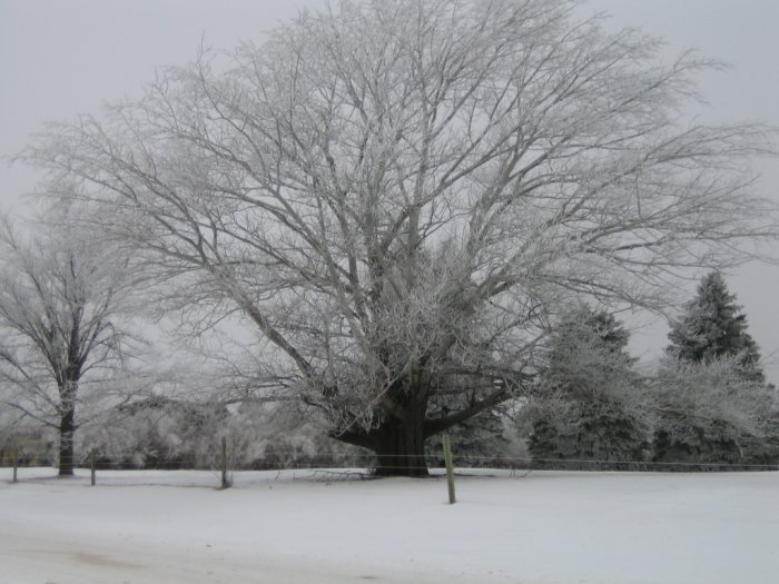 A snowy tree